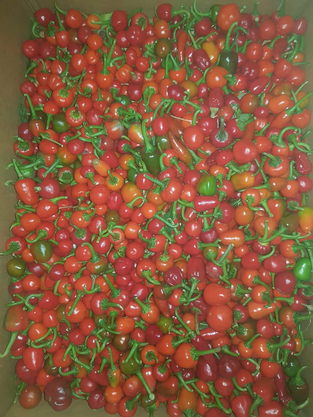 Red dalla chilli 100g
