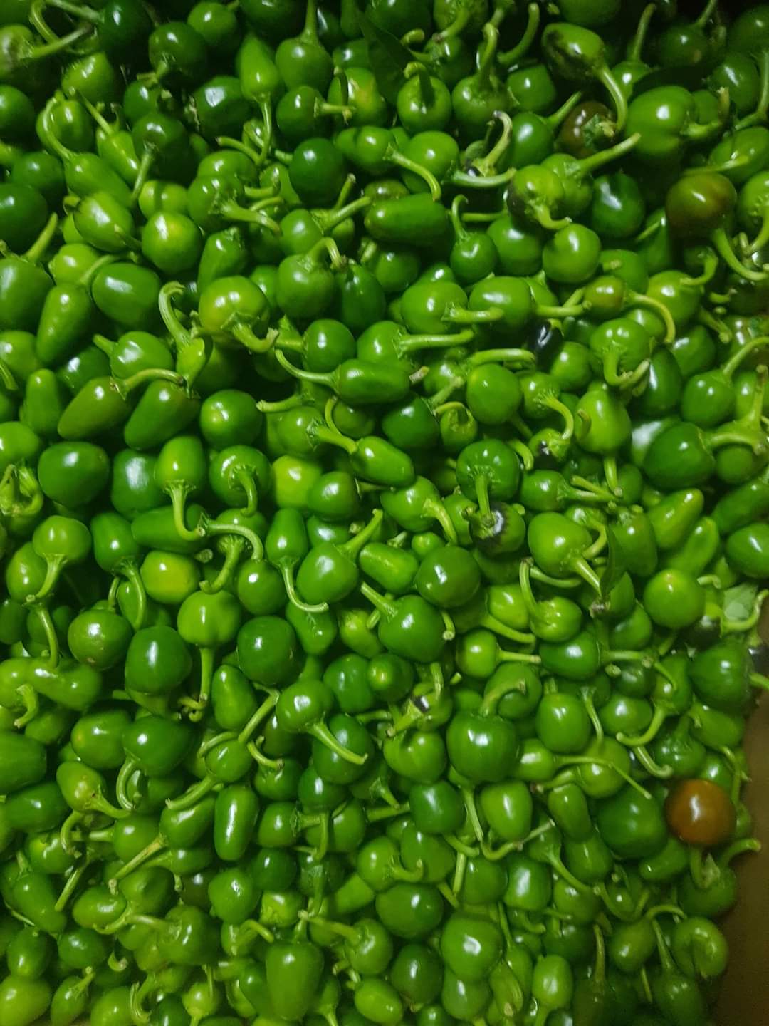 Green Dalla  Chilli 200g