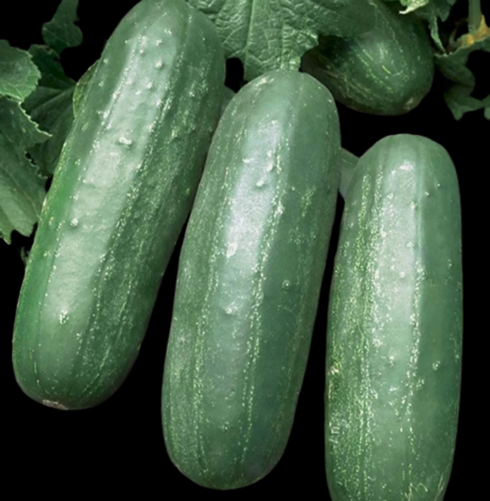 Cucumber 1 pic