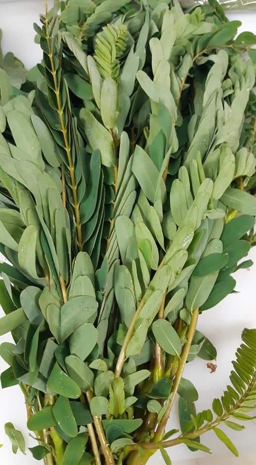#Agathi keerai ? ( sesbania grandi flora)