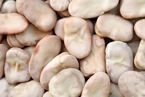 FAVA BROAD BEAN 1KG